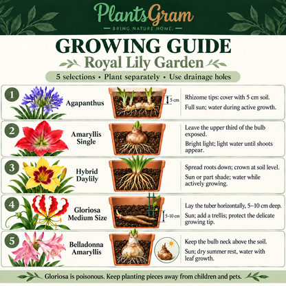 Royal Lily Garden care guide showing Agapanthus, Amaryllis Single, Hybrid Daylily crowns, horizontally planted Gloriosa Medium Size tubers and Belladonna