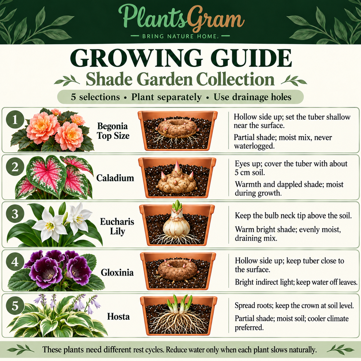 Individual growing instructions for PlantsGram Shade Garden Collection showing Begonia and Gloxinia shallow tubers, Caladium eyes, Eucharis bulb and Hosta crown
