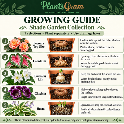 Individual growing instructions for PlantsGram Shade Garden Collection showing Begonia and Gloxinia shallow tubers, Caladium eyes, Eucharis bulb and Hosta crown