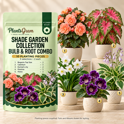 PlantsGram Shade Garden Collection 10-piece mockup with separate pots illustrating Begonia, Caladium, Eucharis Lily, Gloxinia and Hosta