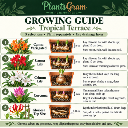 Tropical Terrace growing guide showing horizontal Canna and Gloriosa planting, exposed Crinum neck and ornamental Curcuma rhizome care