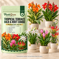 PlantsGram Tropical Terrace 10-piece combo mockup with Canna Variegated, Canna Lily, Crinum, Curcuma and Gloriosa illustrated in separate premium pots