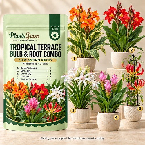 PlantsGram Tropical Terrace 10-piece combo mockup with Canna Variegated, Canna Lily, Crinum, Curcuma and Gloriosa illustrated in separate premium pots