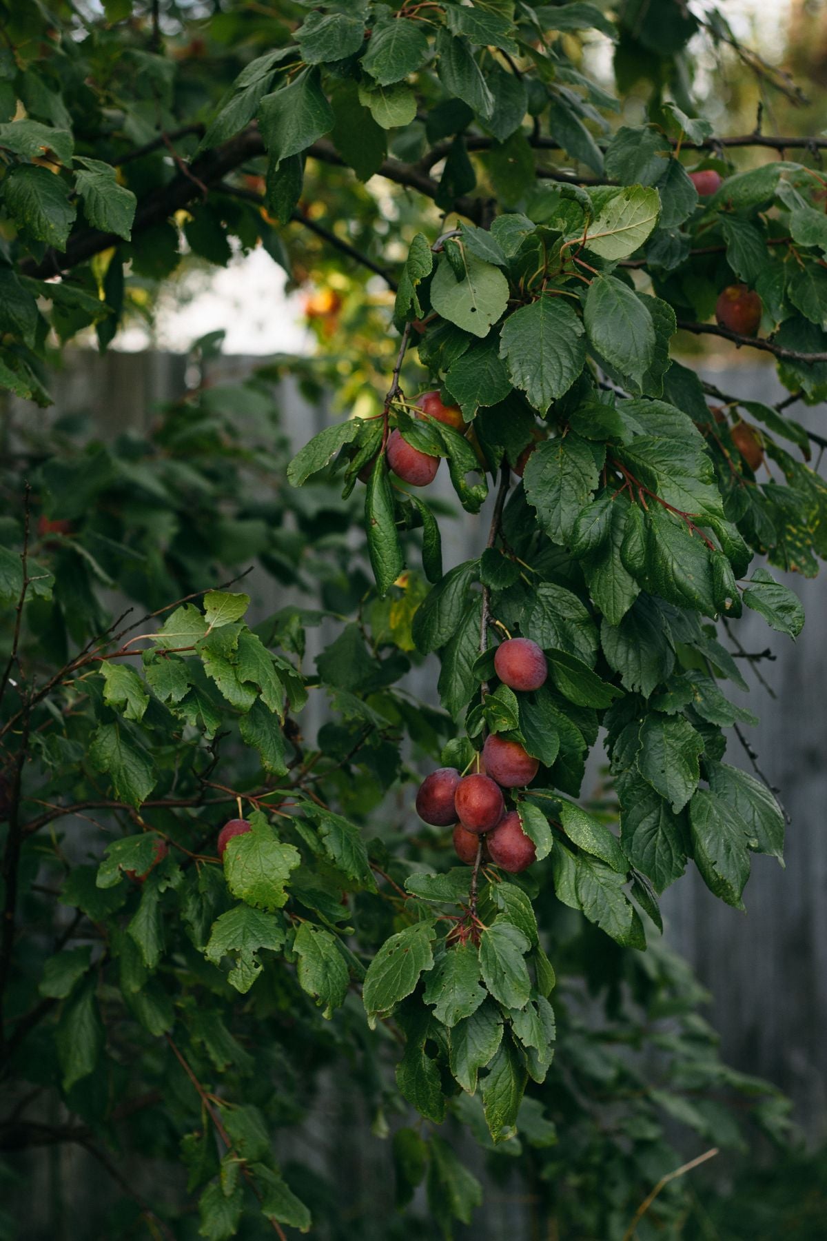 Pakke laal-marun plums (aloo bukhara) pedh ki daali par latke hue, hare pattiyon ke beech