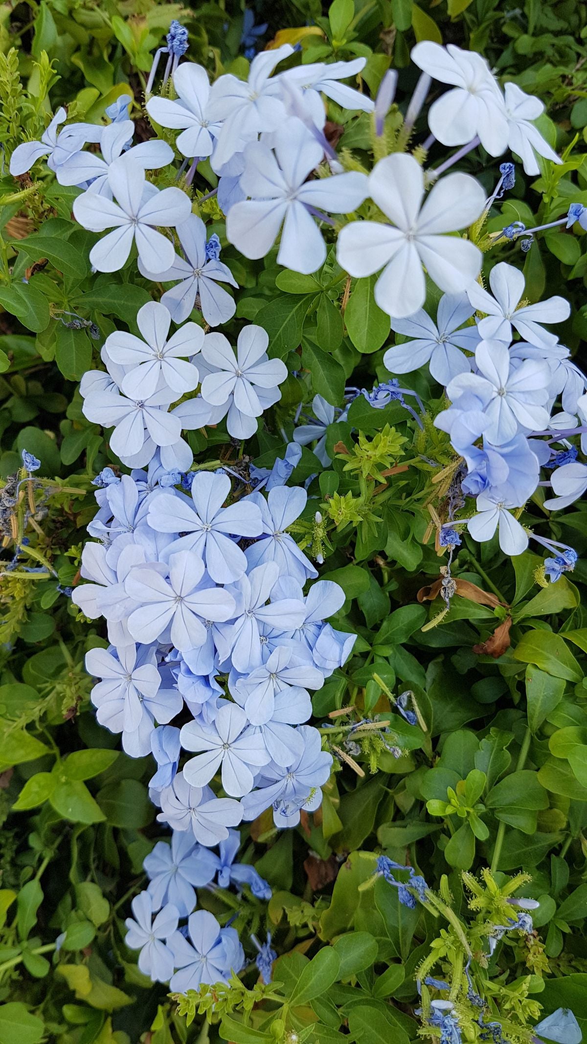 Plumbago Auriculata ke halke aasmani-neele phoolon ka jhundh hare patton ke saath