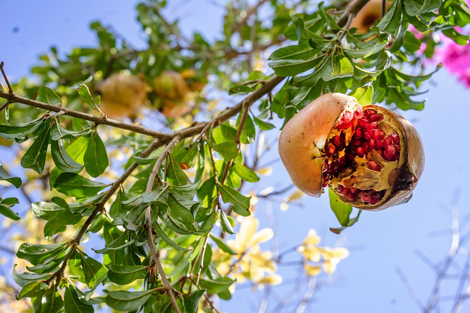 Ripe pomegranate split open showing red arils, hanging on tree branch