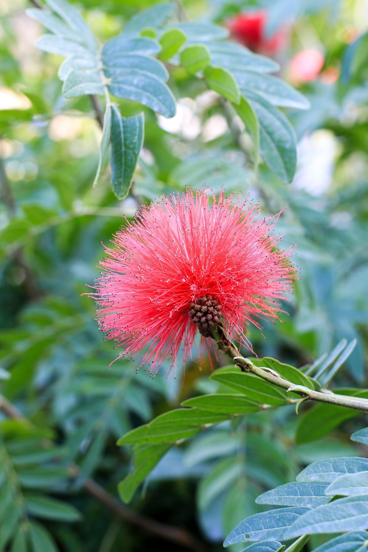 Calliandra ka laal powderpuff phool, patli laal stamens ka gol gucha
