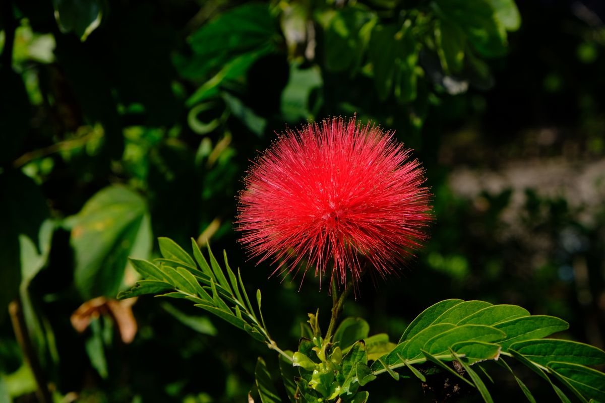 Red powderpuff flower dark green pattiyon ke background mein