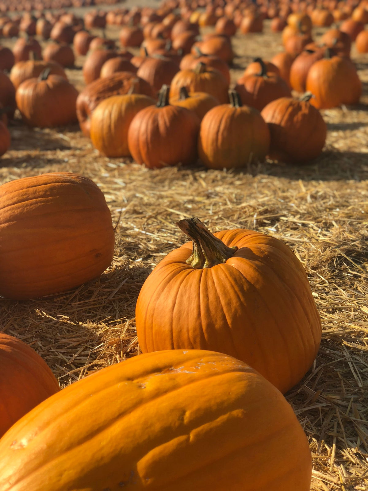 Khet me pake hue narangi kaddu (pumpkin) - fully grown ripe pumpkins in field