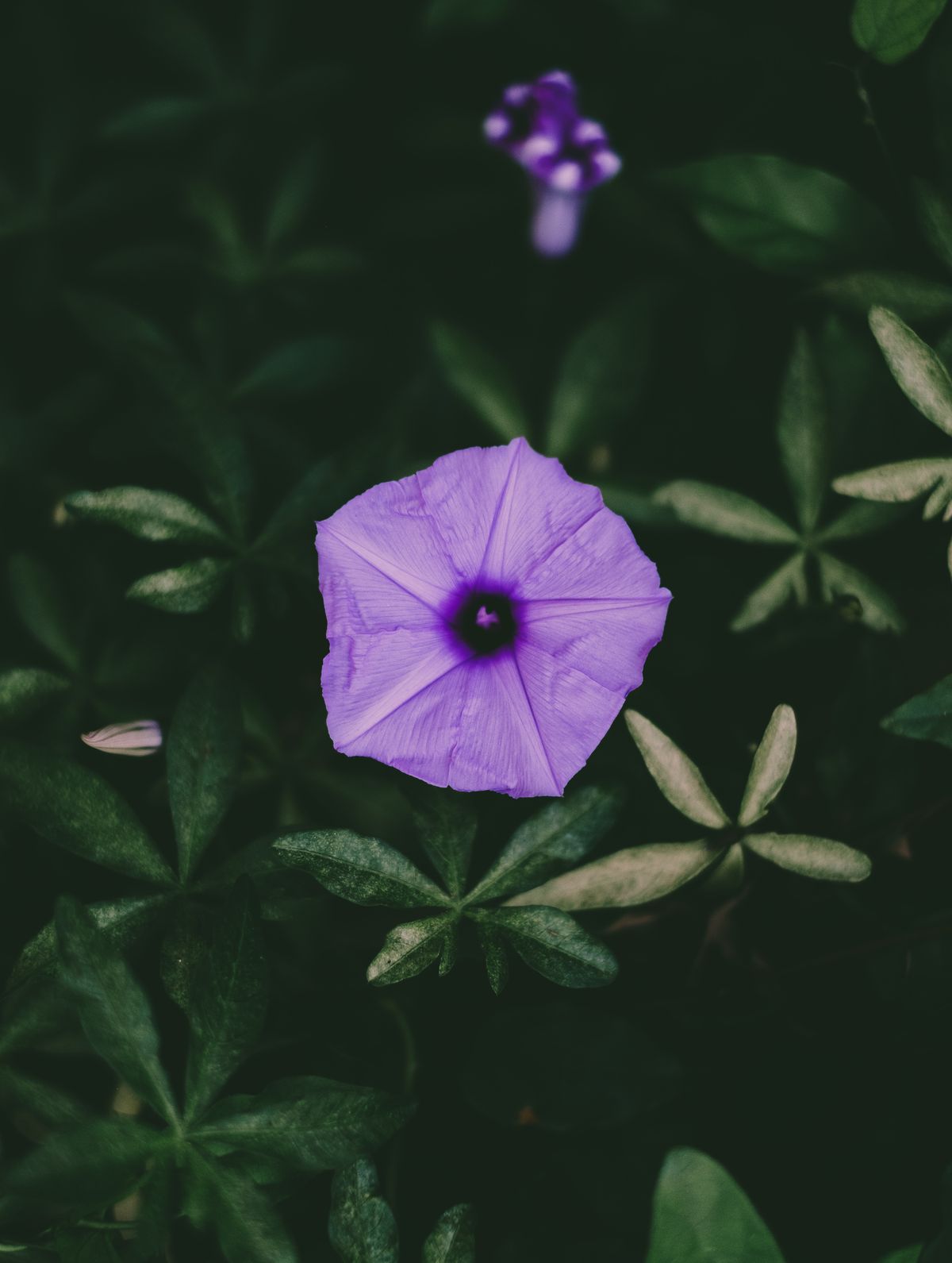 Halka baingani (lilac) railway creeper ka phool khile hue, gehra purple center aur palmate patto ke saath