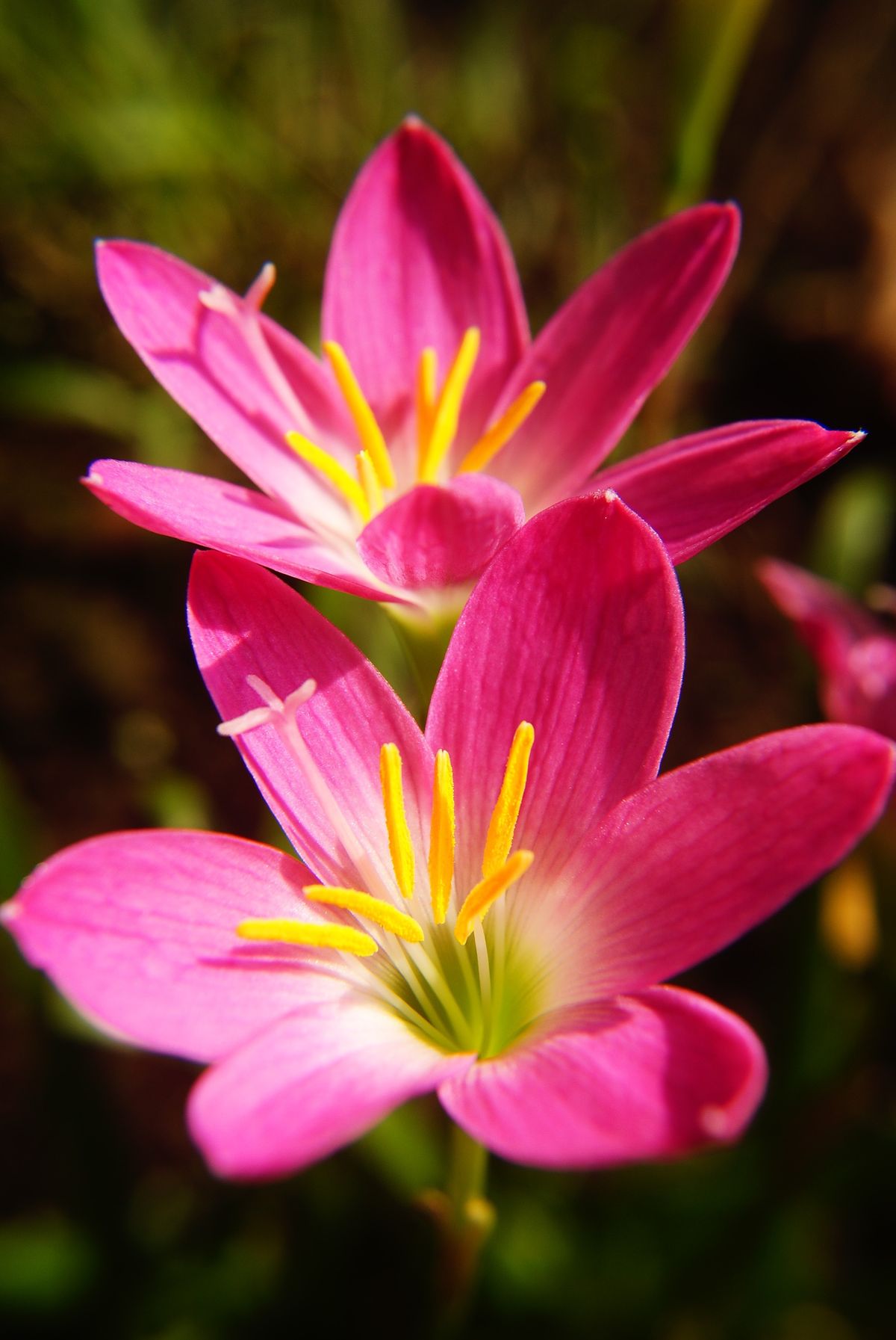 Do gulabi rain lily (Zephyranthes) phool khile hue, peeli stamens ke saath