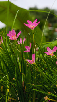 Ghaas jaisi patti wale rain lily plant mein kai pink Zephyranthes phool khule hue