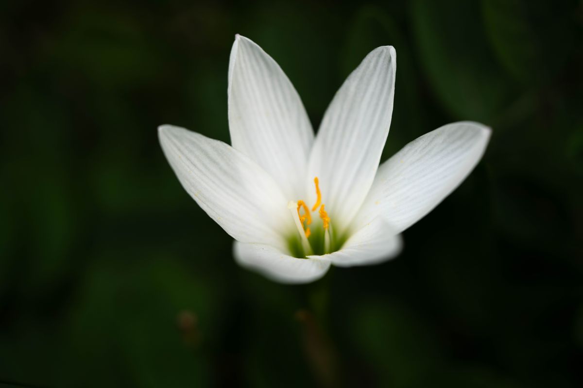 Safed rain lily (Zephyranthes candida) ka akela phool peele stamens ke saath, hare background par
