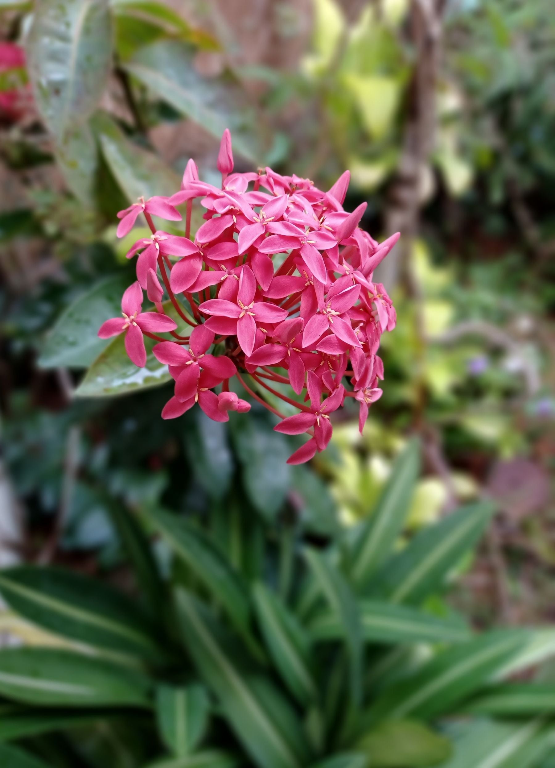 Barish ke mausam mein khilta hua gulabi Ixora (Rangan) phool kit mein shamil flower varieties ka pratinidhi photo