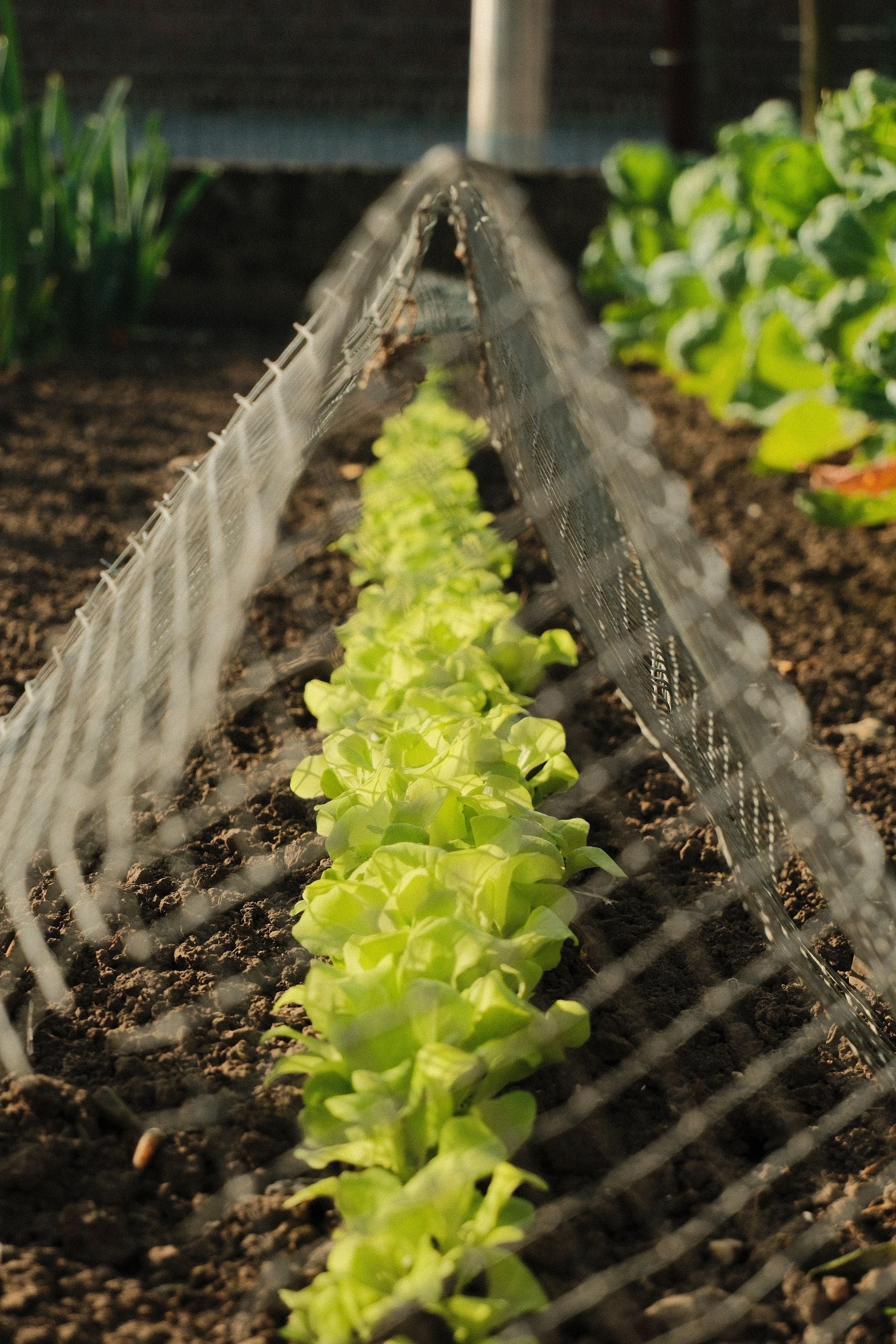 Vegetable garden bed mein lettuce ki row protective mesh ke saath — monsoon/rainy season sabzi kit ka generic representation (kit ke specific seeds ka exact photo nahi mila, isliye generic veg-garden fallback use kiya)