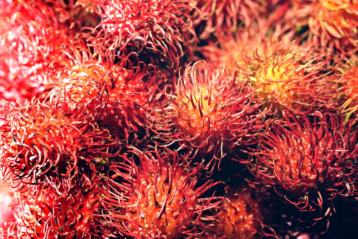 Rambutan fruits — laal-santri rang ke spiny/hairy husk wale, close-up