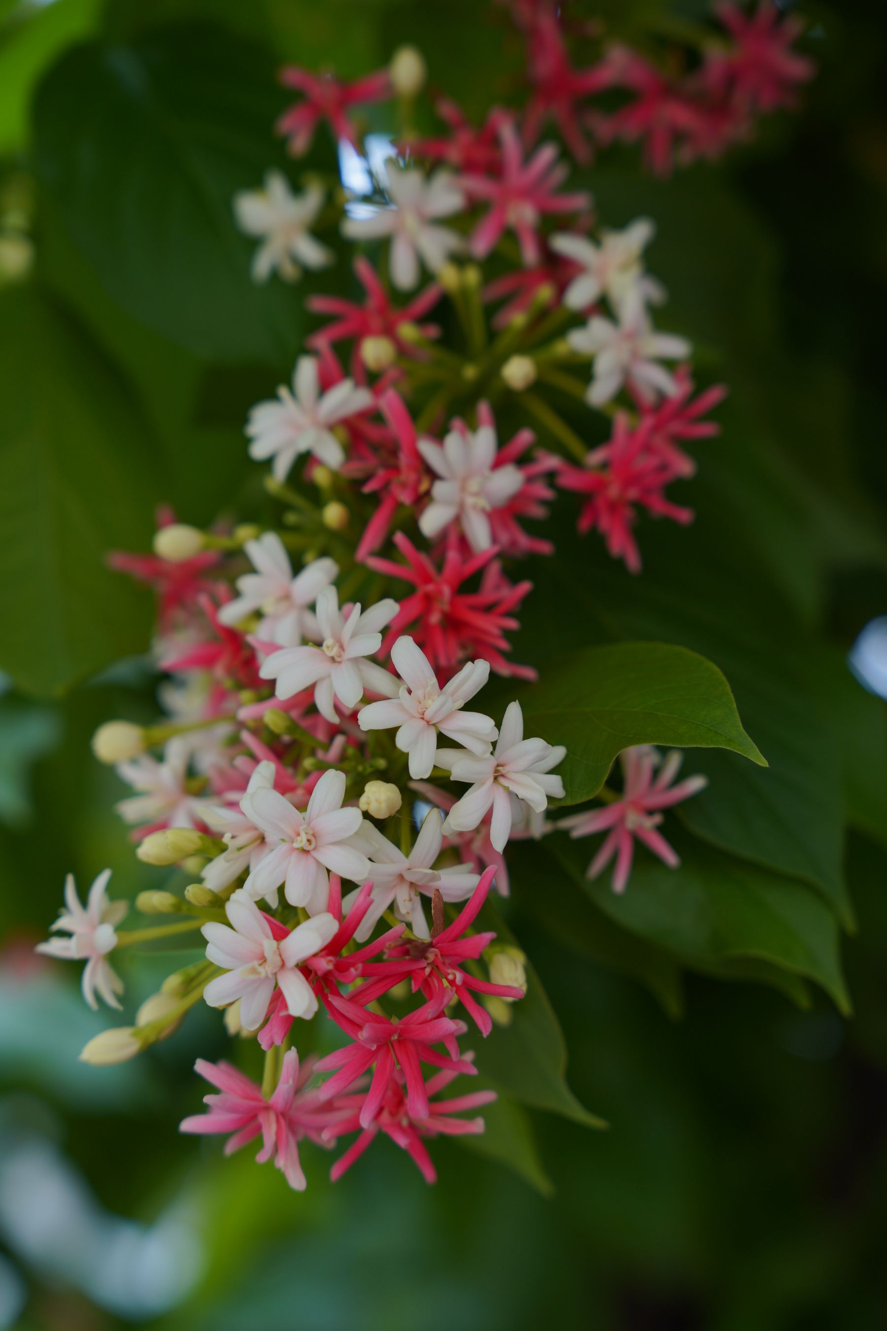 Rangoon creeper (Madhumalti) ke ek hi bunch mein safed, gulabi aur laal phool