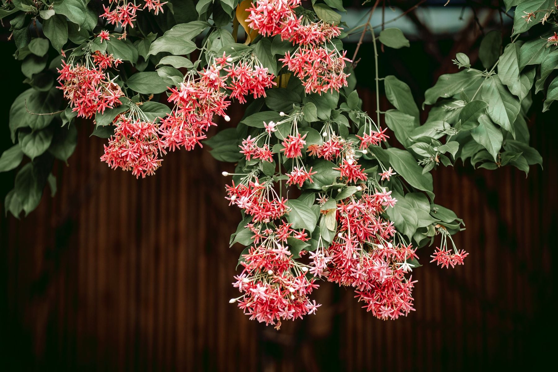 Madhumalti vine, deewar par latakte hue rang badalte phoolon ke saath