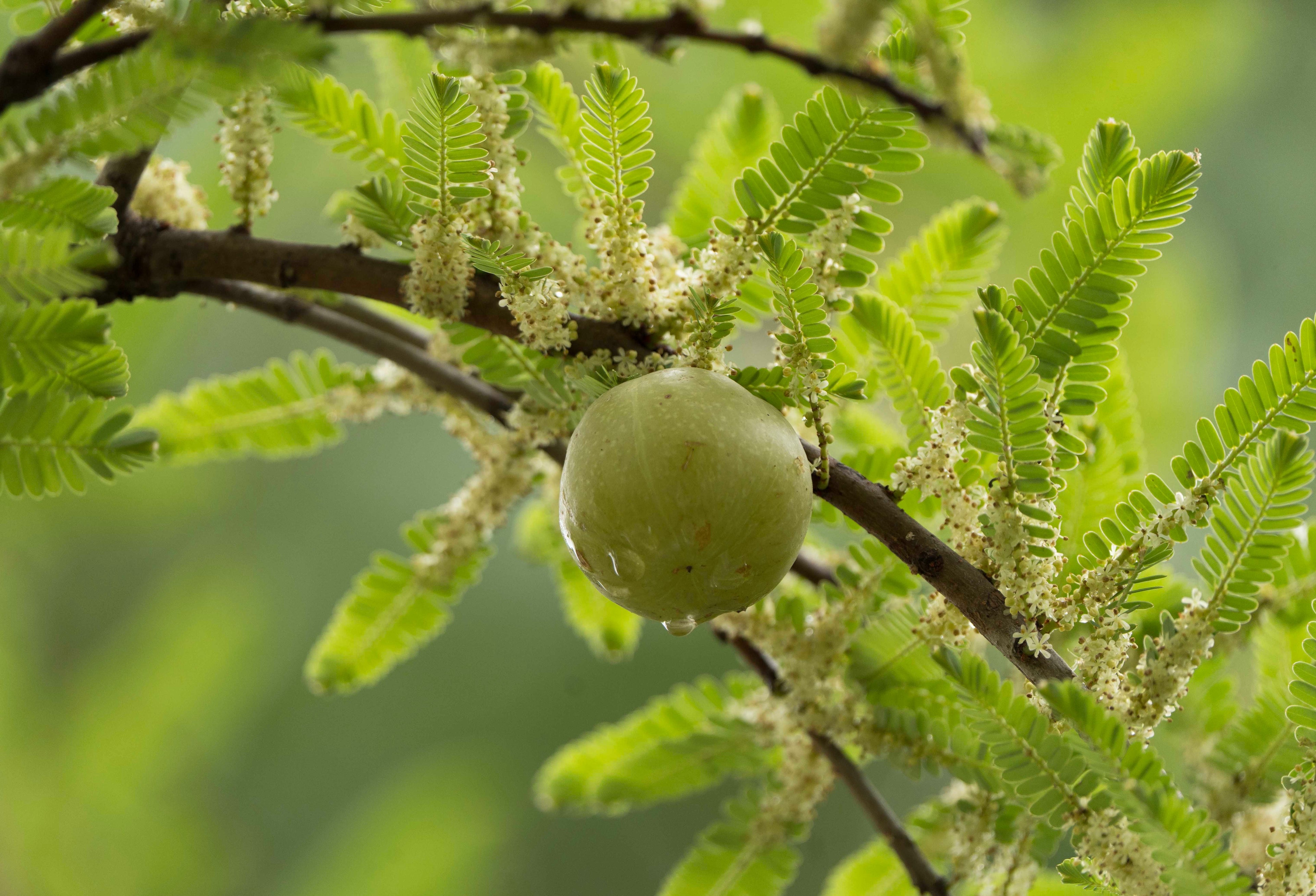 Amla (Indian gooseberry) ka phal daal par leaves aur flowers ke saath