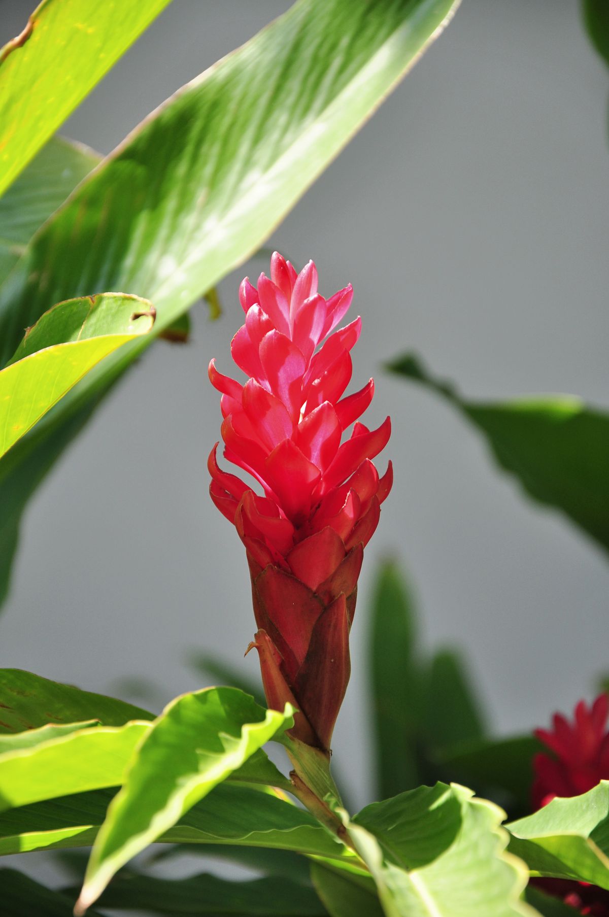 Red Ginger (Alpinia purpurata) ka laal bract wala phool, hari patti aur grey background ke saath