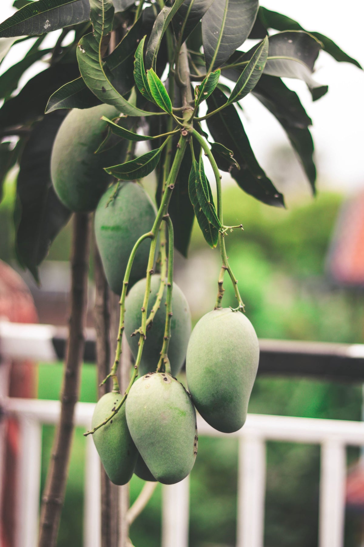 Mango tree par latke hue multiple hare mango fruits (generic mango photo, Red Ivory cultivar-specific nahi)