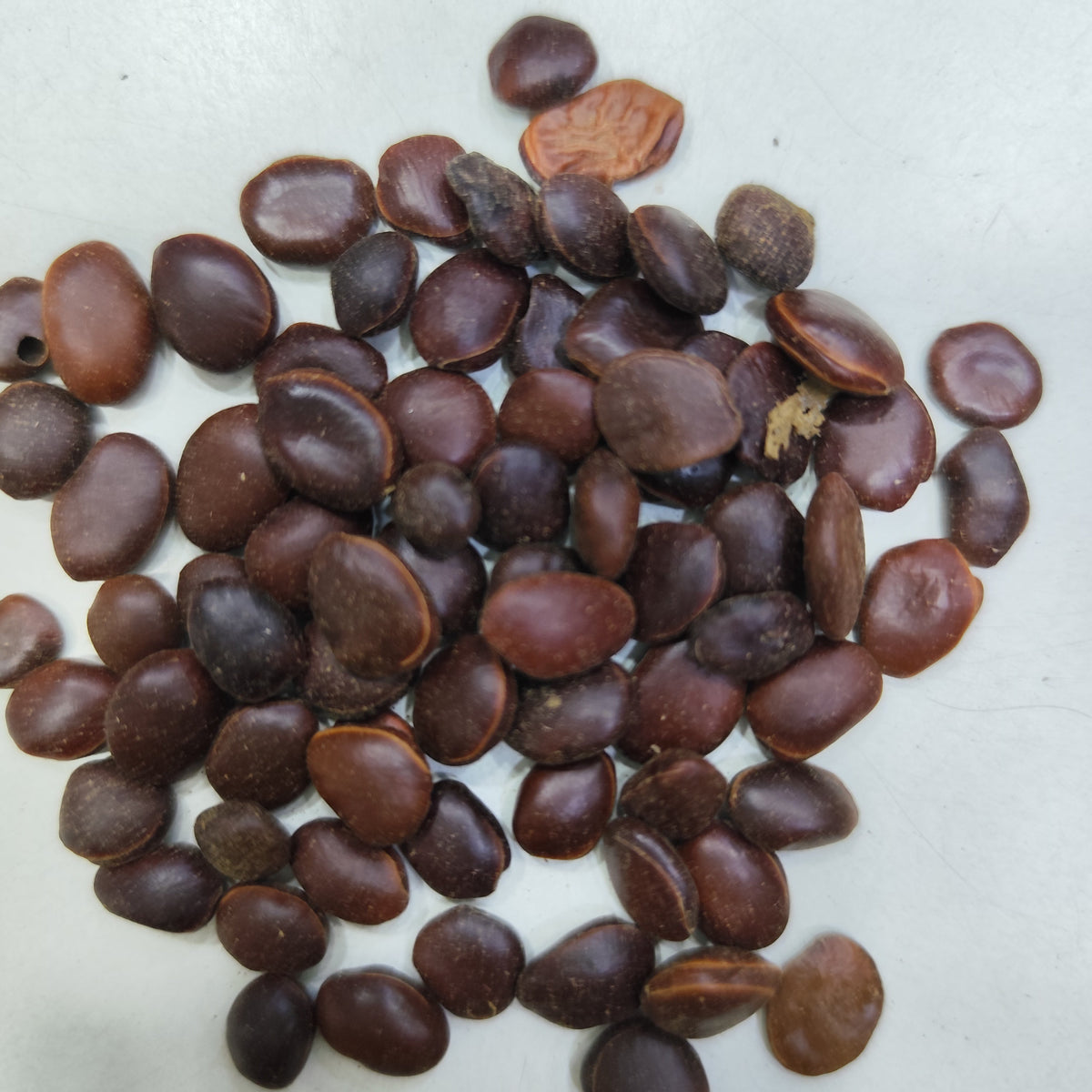 Kachnar Bauhinia White Flower Seeds