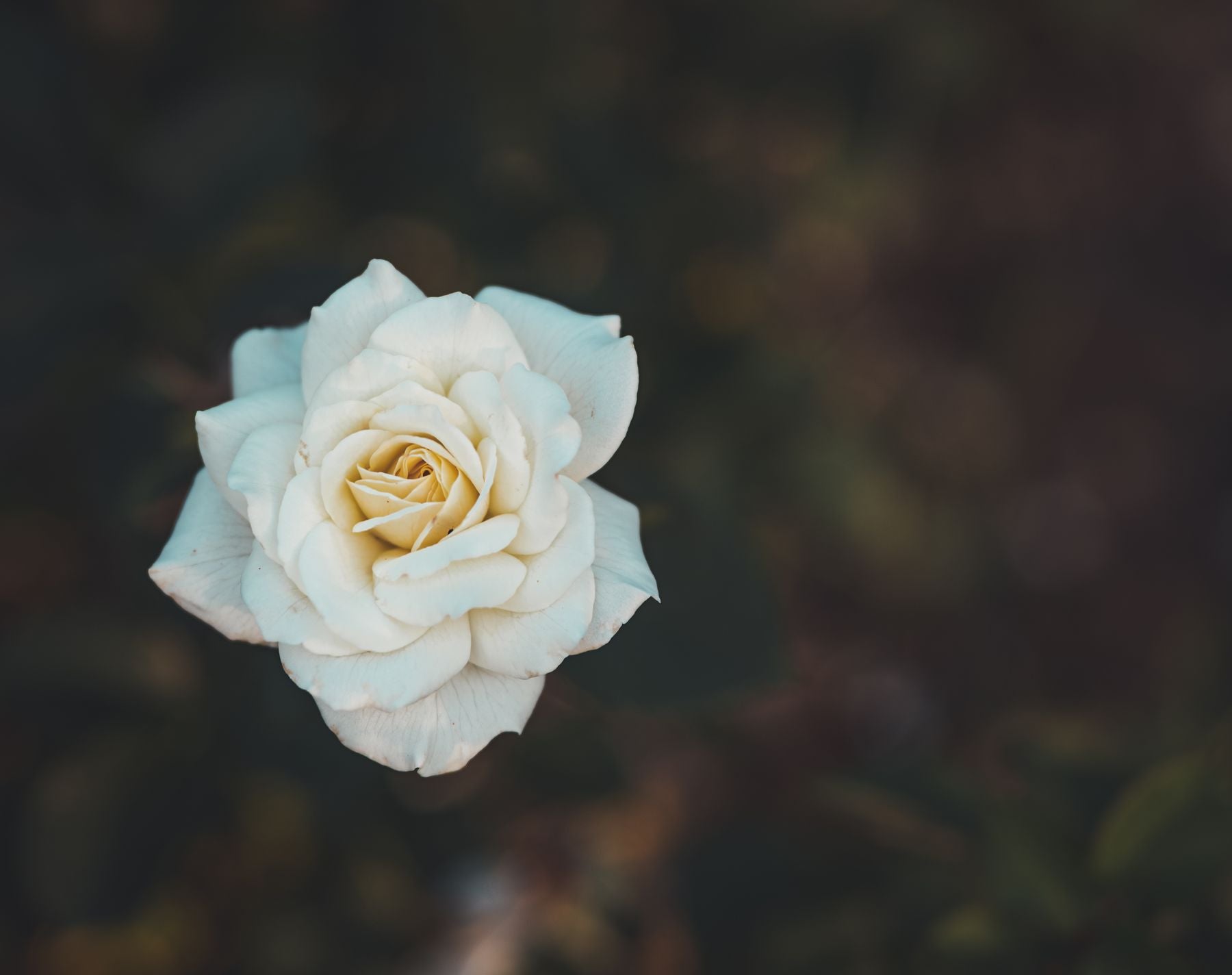 Safed-cream rang ka gulaab (rose) phool khula hua, dark background ke saath