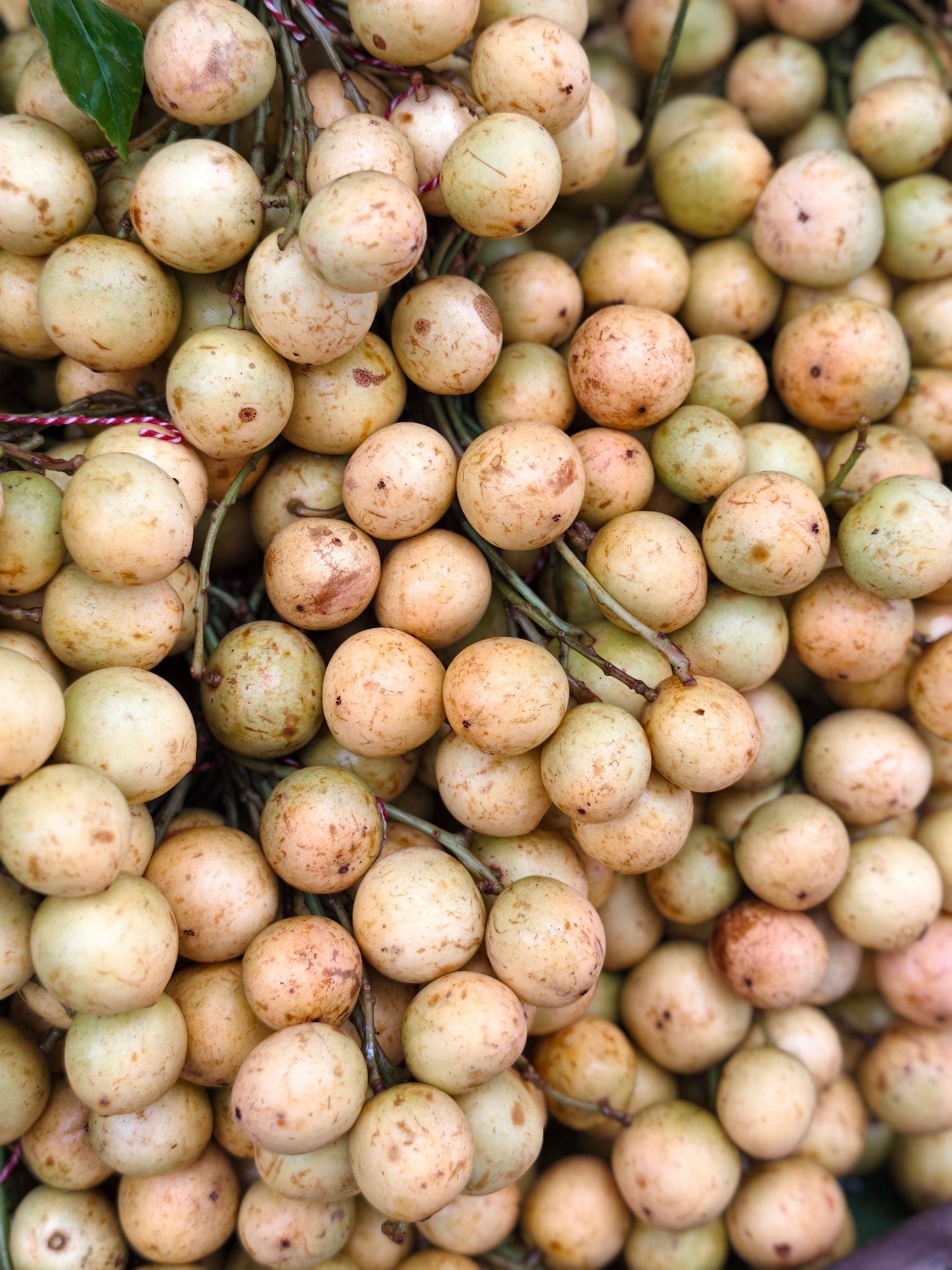 Taaza longan fruits ka bunch, smooth halka tan-brown chilka, dekhne me lychee jaisa lekin bina spiky texture ke