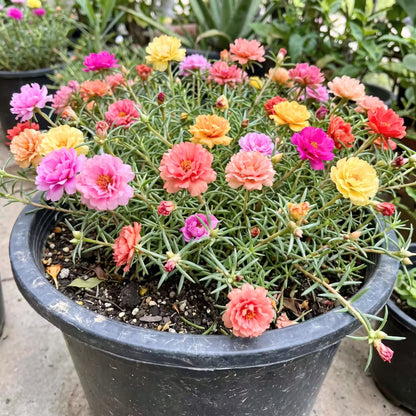 Portulaca Rainbow Mixed Flower Seeds