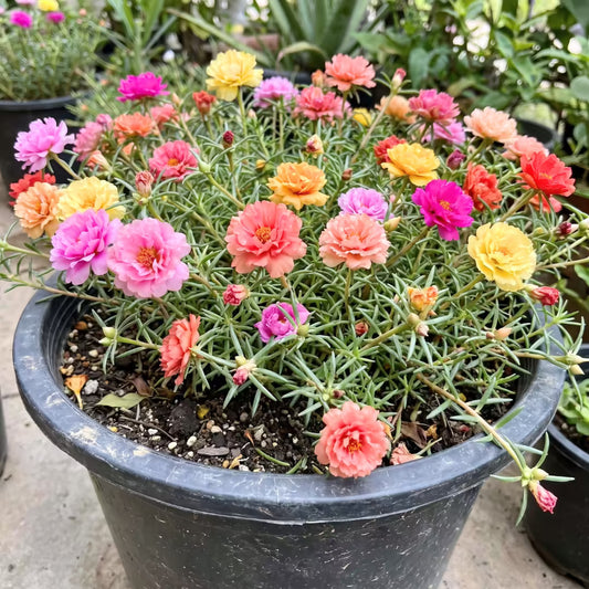 Portulaca Rainbow Mixed Flower Seeds