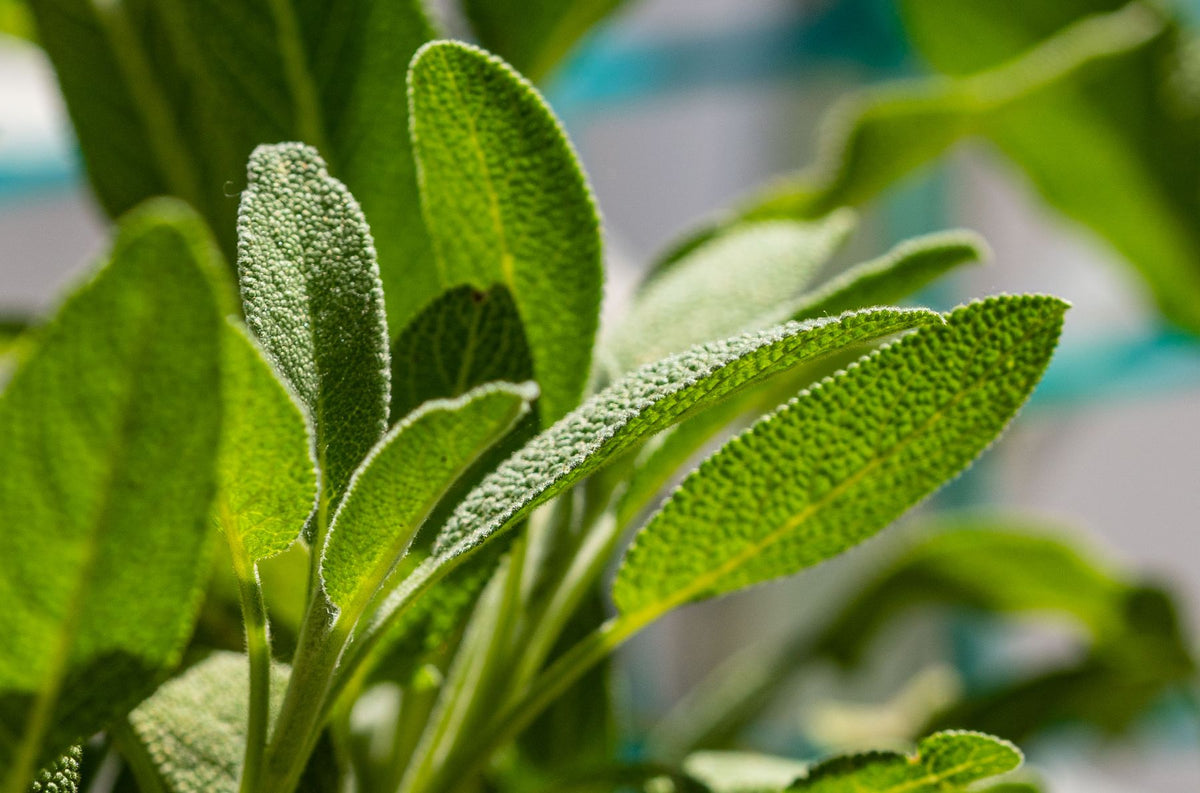 Salvia officinalis (sage) ke chaude, fuzzy silver-green patte closeup mein