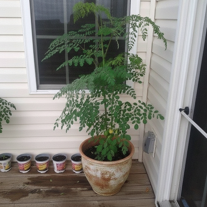Moringa Drumstick Seeds
