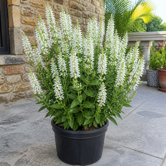 Bright Salvia Sizzler White plant with over twenty white flower spikes growing in a black plastic pot on an Indian stone-home balcony