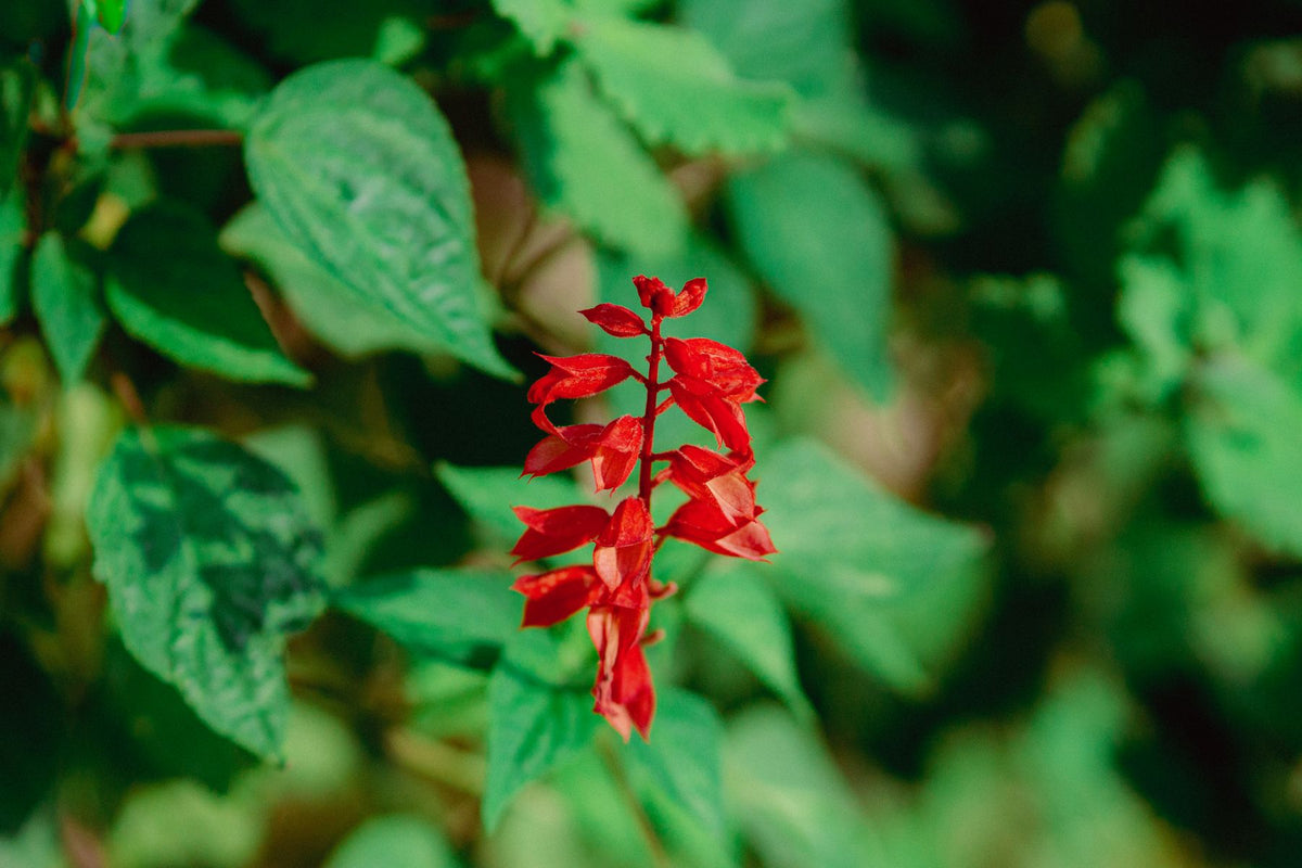 Salvia (Salvia splendens) ka lal phool spike, hare patton ke beech close-up mein