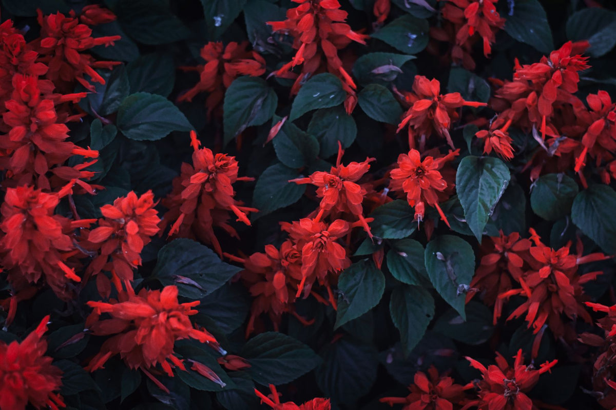 Salvia splendens (scarlet sage) ke gehre laal phool paudhe par khile hue — species match confirm hai, par color 'salmon' pink-orange nahi balki red hai, isliye caveat ke saath