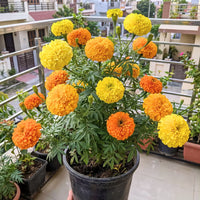 Marigold Basanti Big Bloom Mix Seeds