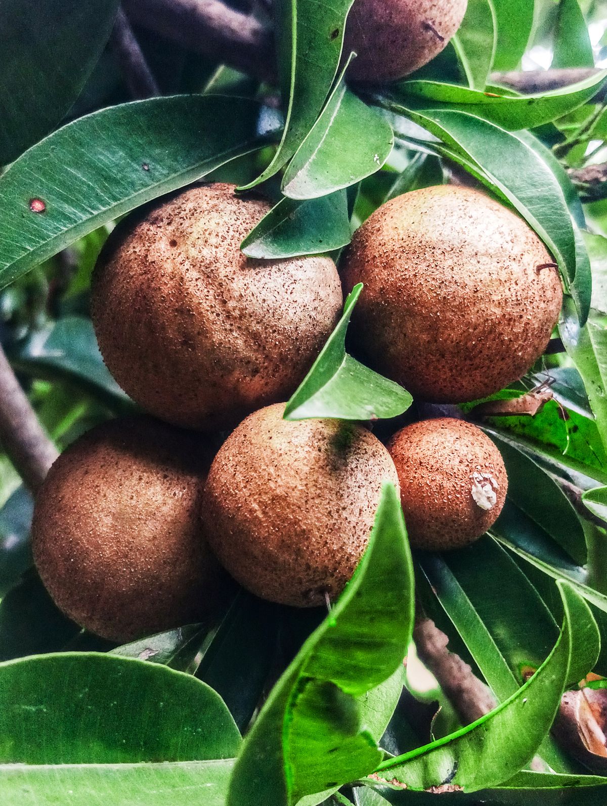 Sapota (chikoo) fruits cluster tree par, brown rough skin clearly dikh raha hai