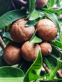 Sapota (chikoo) fruits cluster tree par, brown rough skin clearly dikh raha hai