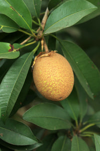 Ek single sapota fruit branch se latka hua, leaves ke beech close-up