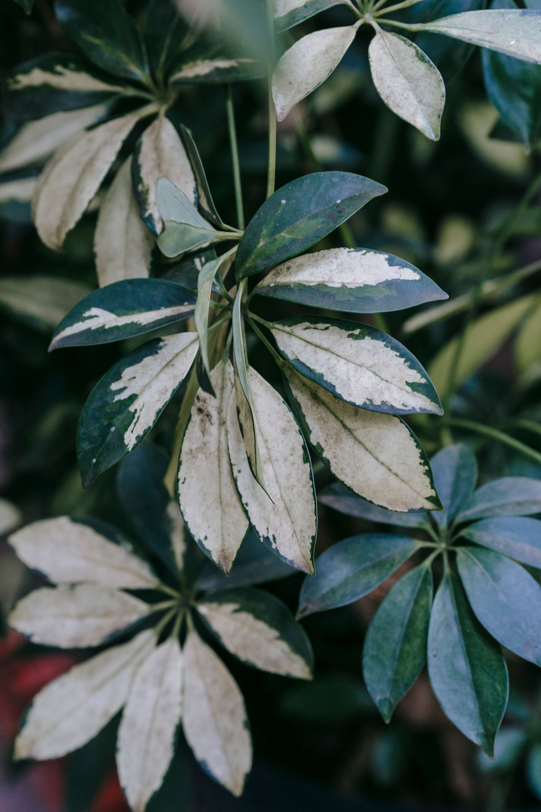 Schefflera arboricola variegated (dwarf umbrella plant) ke close-up patte — dark green patton par cream-white variegation, palmate/umbrella pattern me arranged