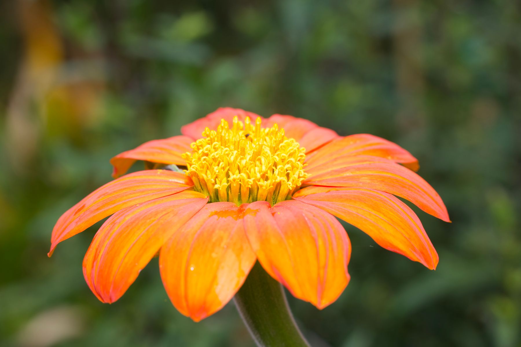 Mexican flame vine ka orange daisy-jaisa phool, peele center ke saath