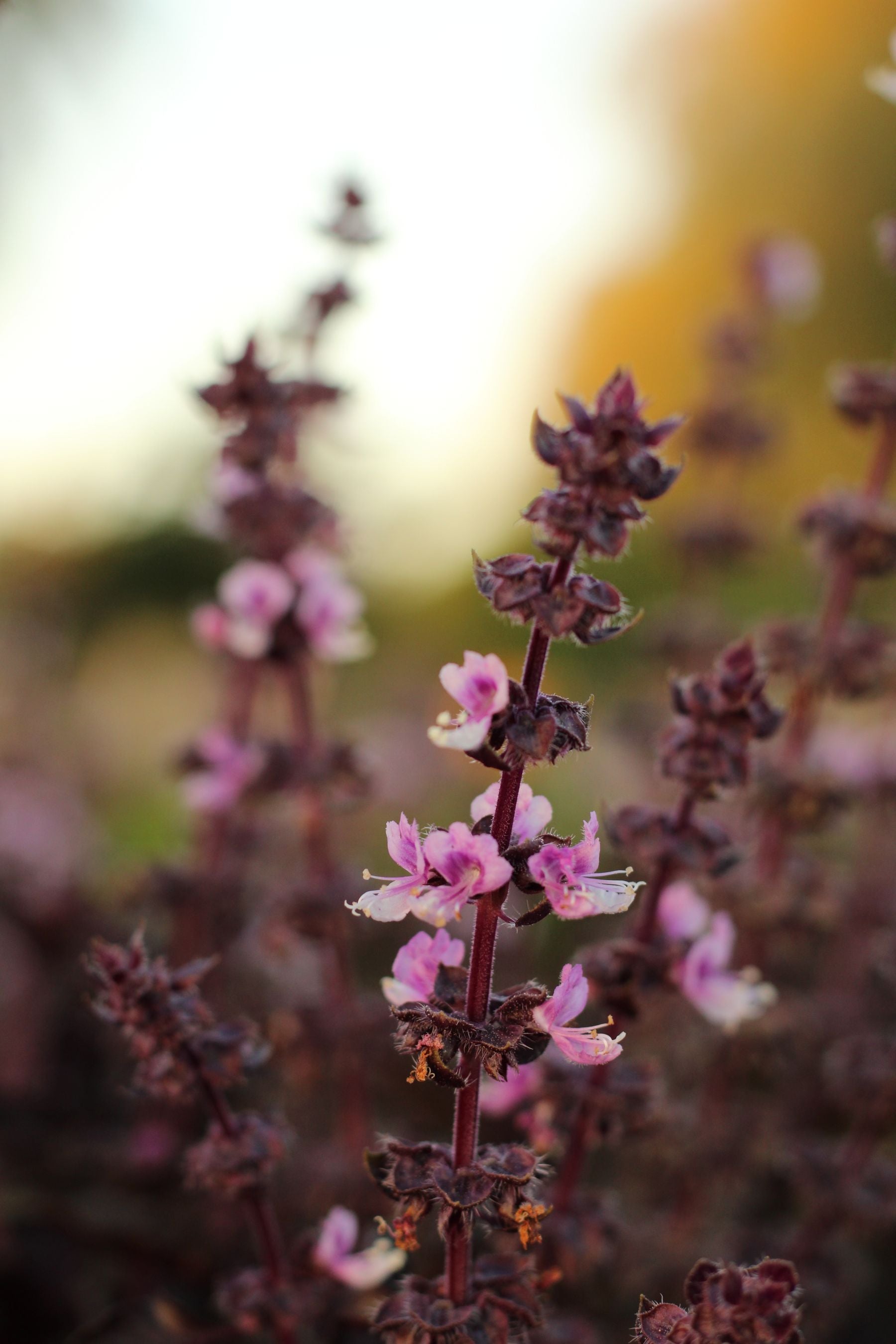 Shyama tulsi ke baingani tane par gulabi-safed manjari (phool spike) khile hue