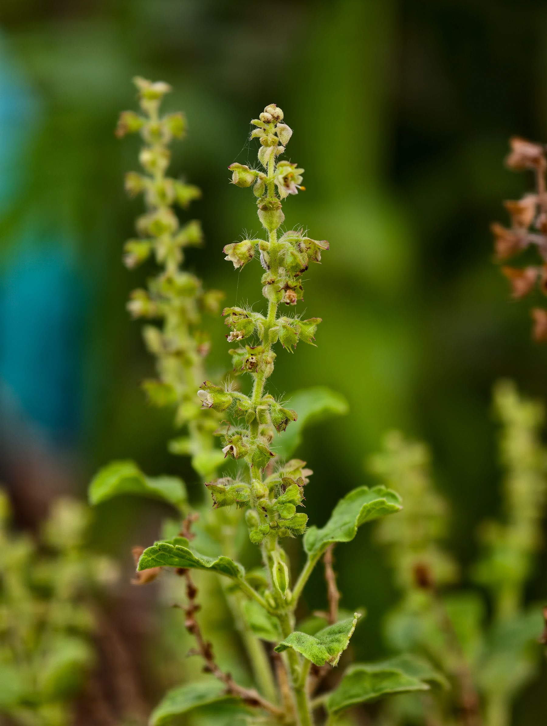 Tulsi manjari (flower spike) close-up, chhote greenish-white phool stem par