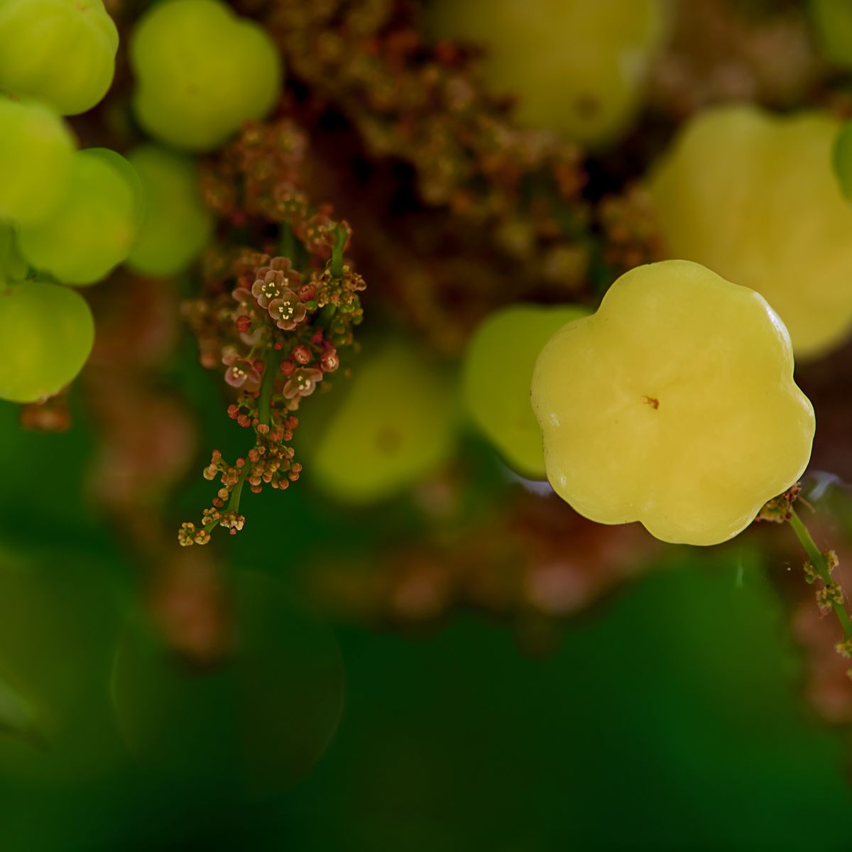 Star gooseberry (Phyllanthus acidus) ke ribbed, phool-jaisi shape wale halke peele-hare fruits daali par lage hue