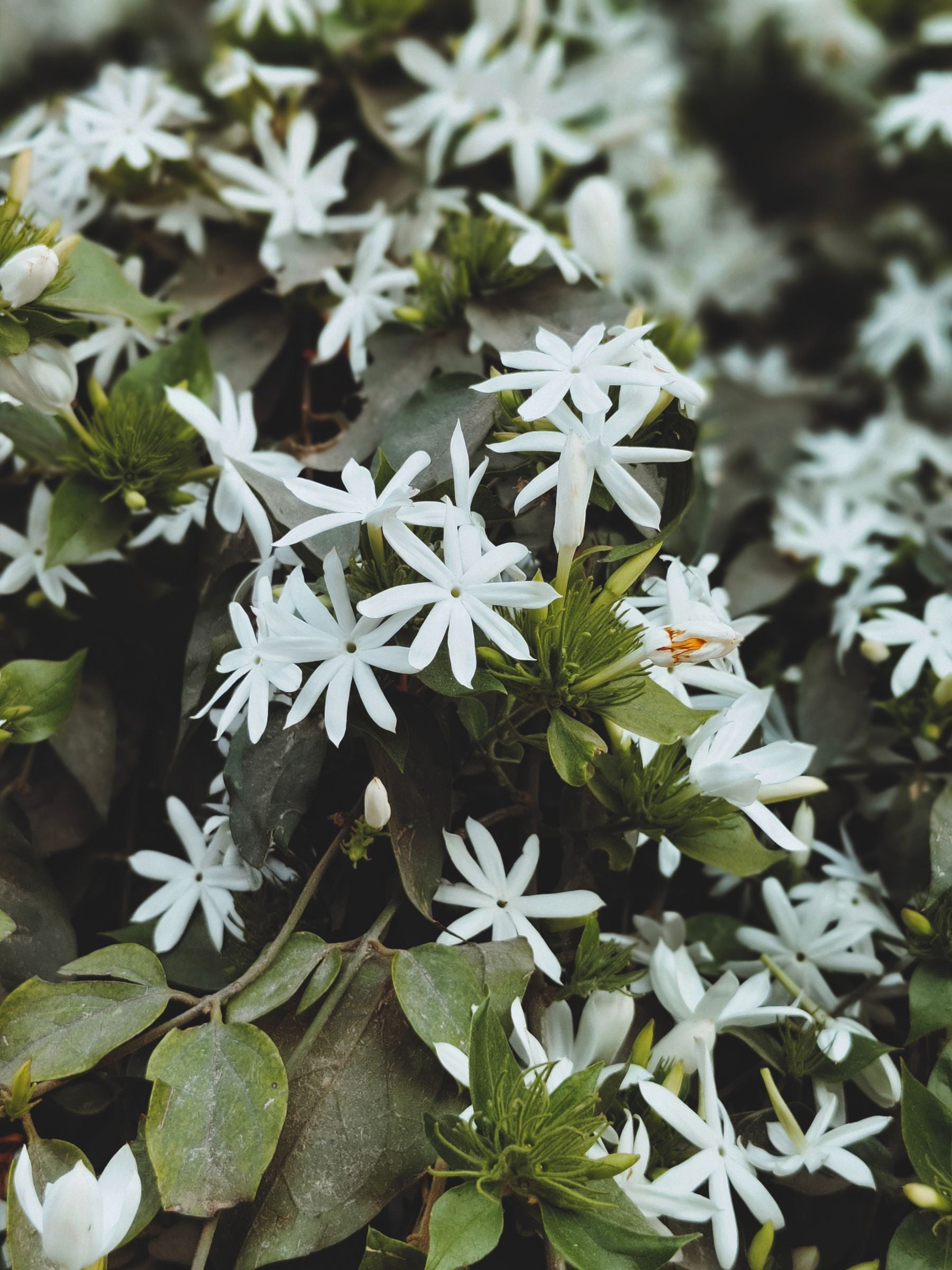 Star jasmine ke chhote safed pinwheel phool cluster me, hare patton ke saath