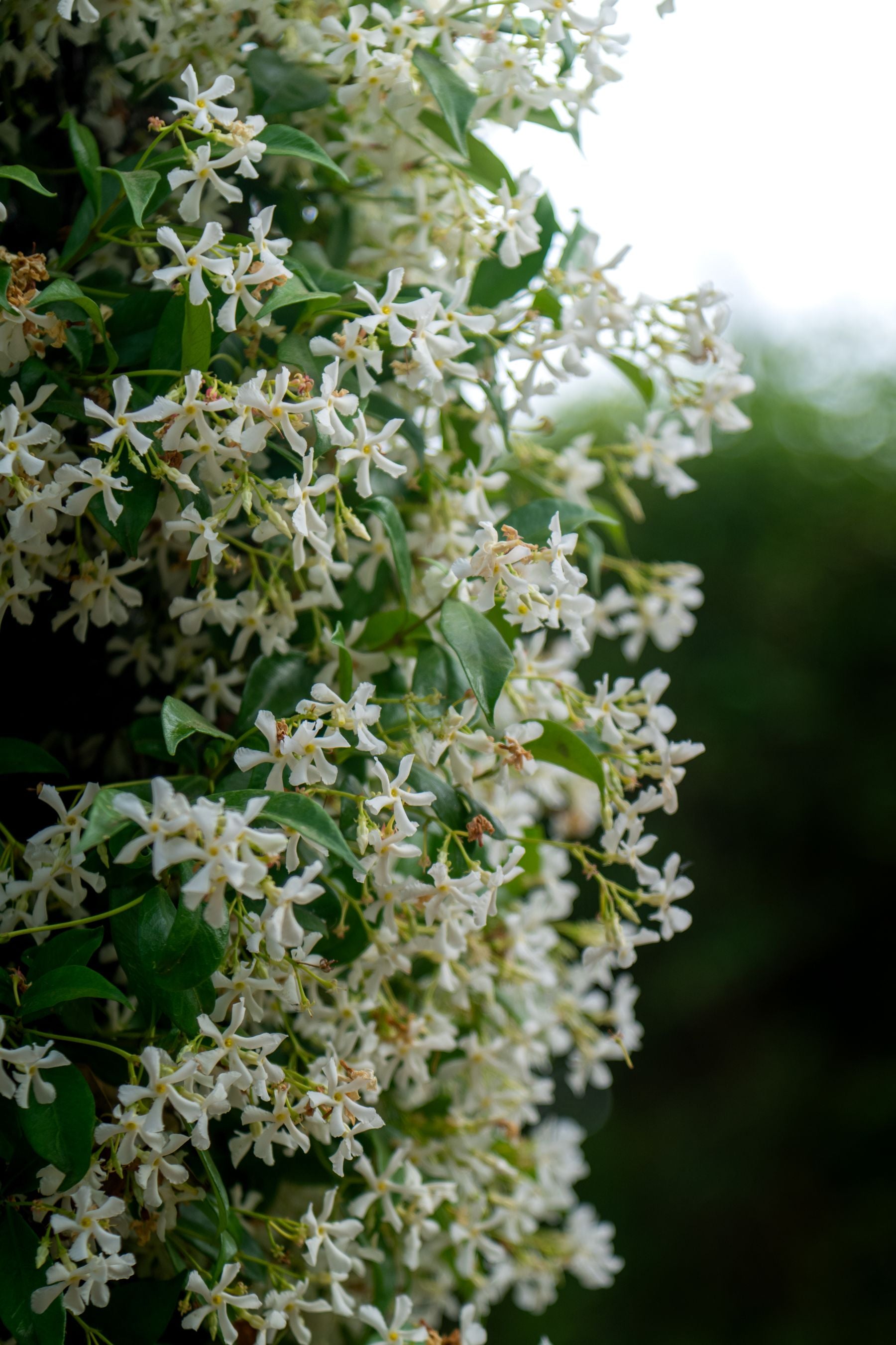 Star jasmine ki bel diwar/trellis par ugi hui, ढेर sare safed phoolon ke saath