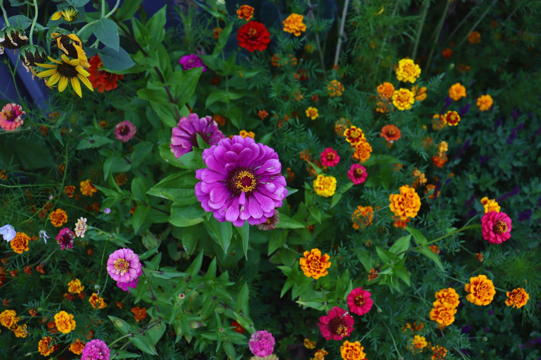 Mix summer garden flowers — marigold, zinnia, aur anya rangeen phool ek saath khile hue