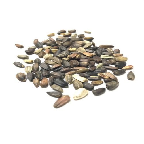 Sunflower Tall Sungold Flower Seeds | PlantsGram