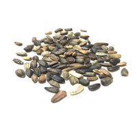 Sunflower Tall Sungold Flower Seeds