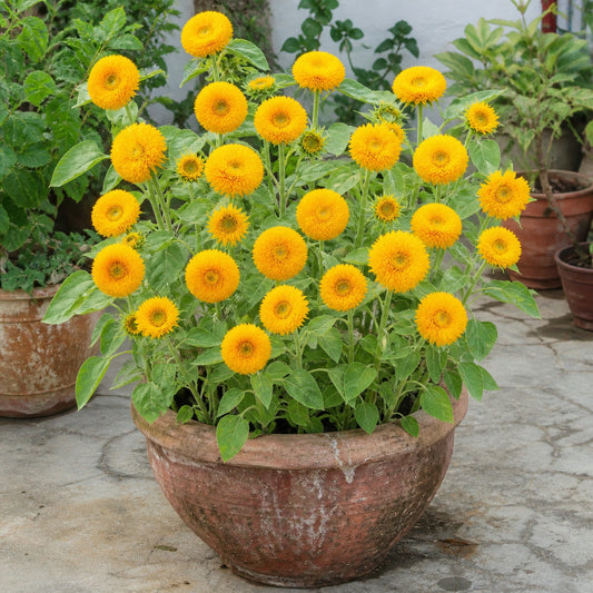 Sunflower Teddy Bear flowers growing naturally in a weathered clay pot in an Indian garden